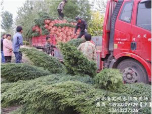 圆柏塔桧类包装范例